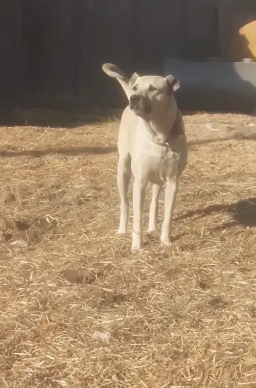 سگ ماده|سگ|کوهسار (البرز), |دیوار