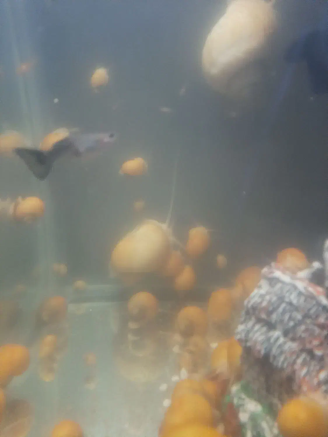 حلزون|خزنده|تهران, ازگل|دیوار