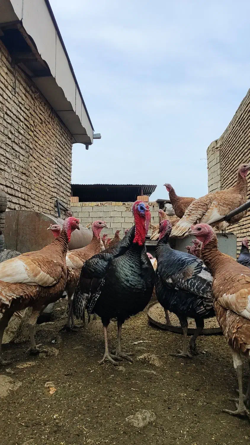 بوقلمون محلی|حیوانات مزرعه|مینودشت, |دیوار