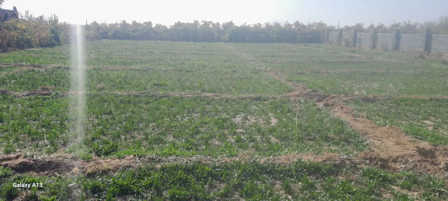 فر وش کود شیمیایی|گل و گیاه طبیعی|شاهرود, |دیوار