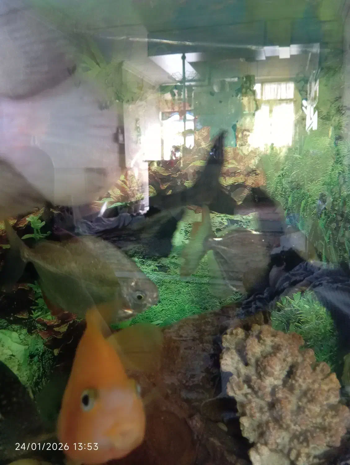 ماهی پنکوسی اسکار سیچیلاید دالر پرت پنکوسی کلمبیای|ماهی|قرچک, مهدیه|دیوار