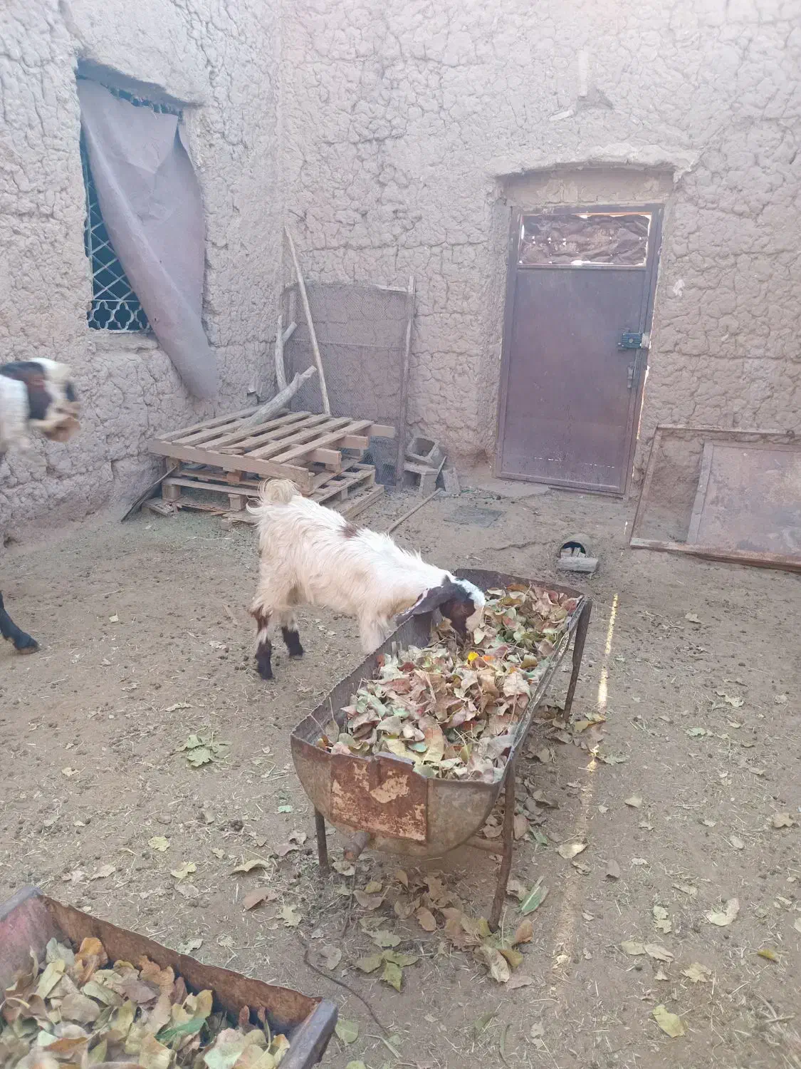 بزغاله ماده تازه تکه خورده|حیوانات مزرعه|خواف, |دیوار