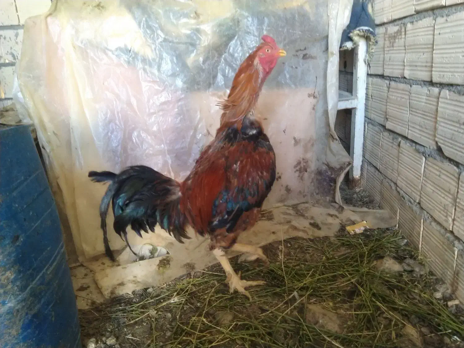 خروس لاری مرغ لاری نیمچه|حیوانات مزرعه|تربتحیدریه, حسنی بالا|دیوار