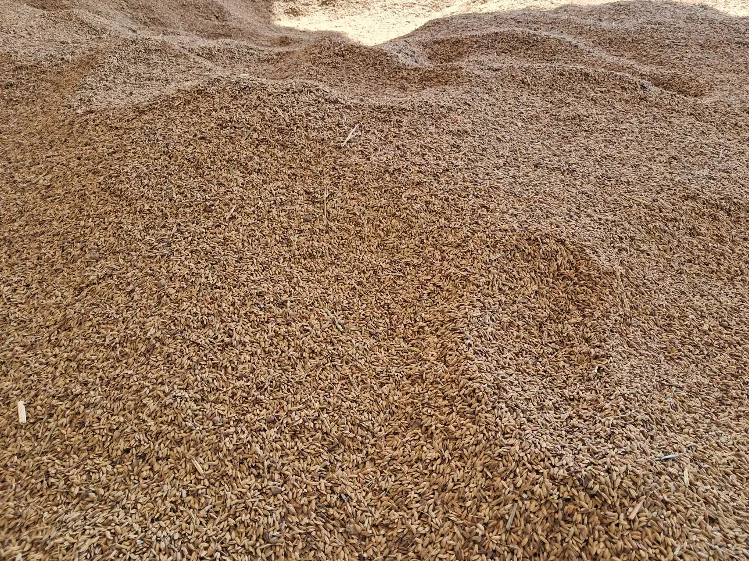 فروش چلتوک عنبربو شوشتر خشک|خوردنی و آشامیدنی|رامهرمز, |دیوار