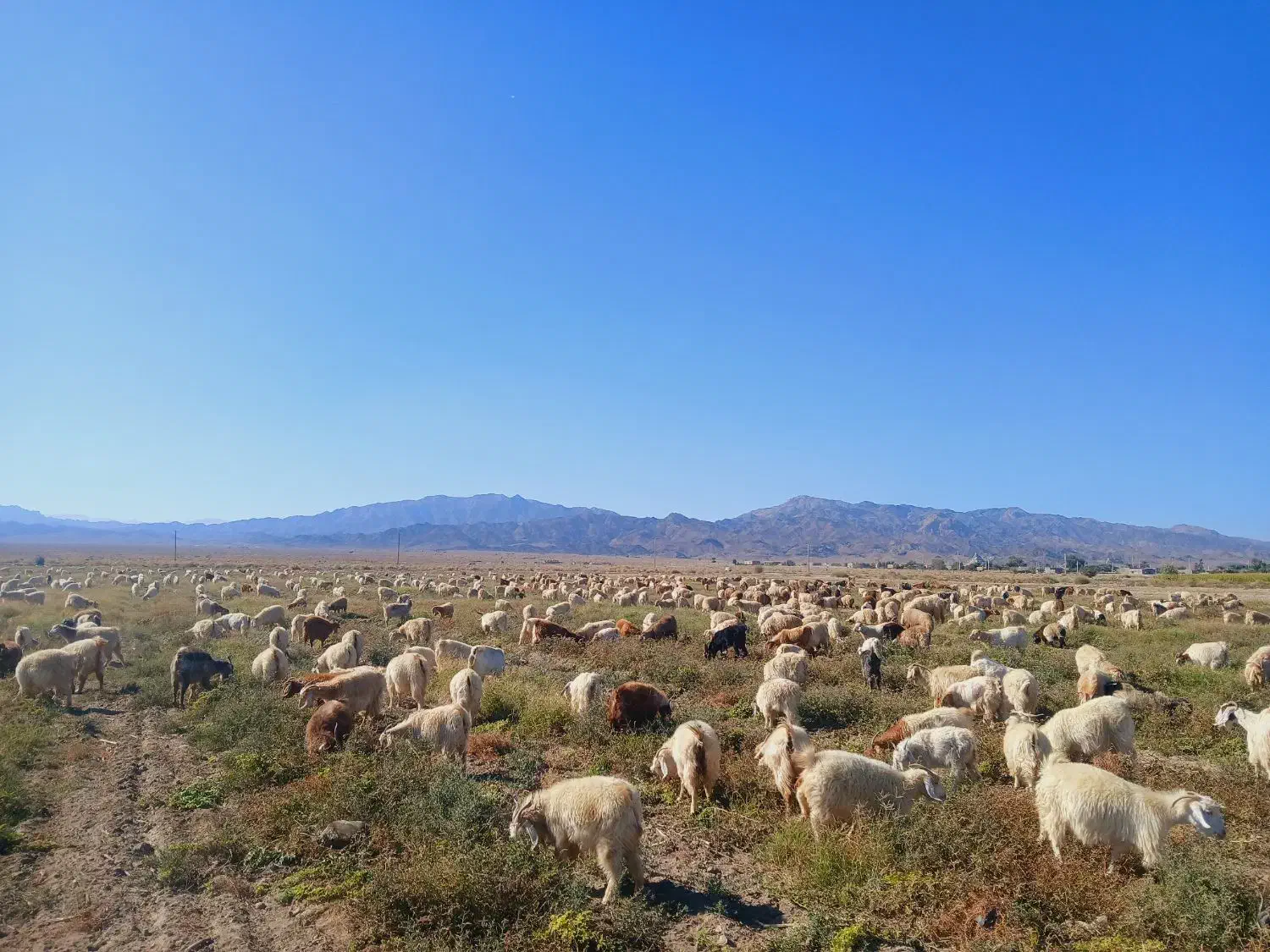 حیوانات|حیوانات مزرعه|ارزوئیه, |دیوار