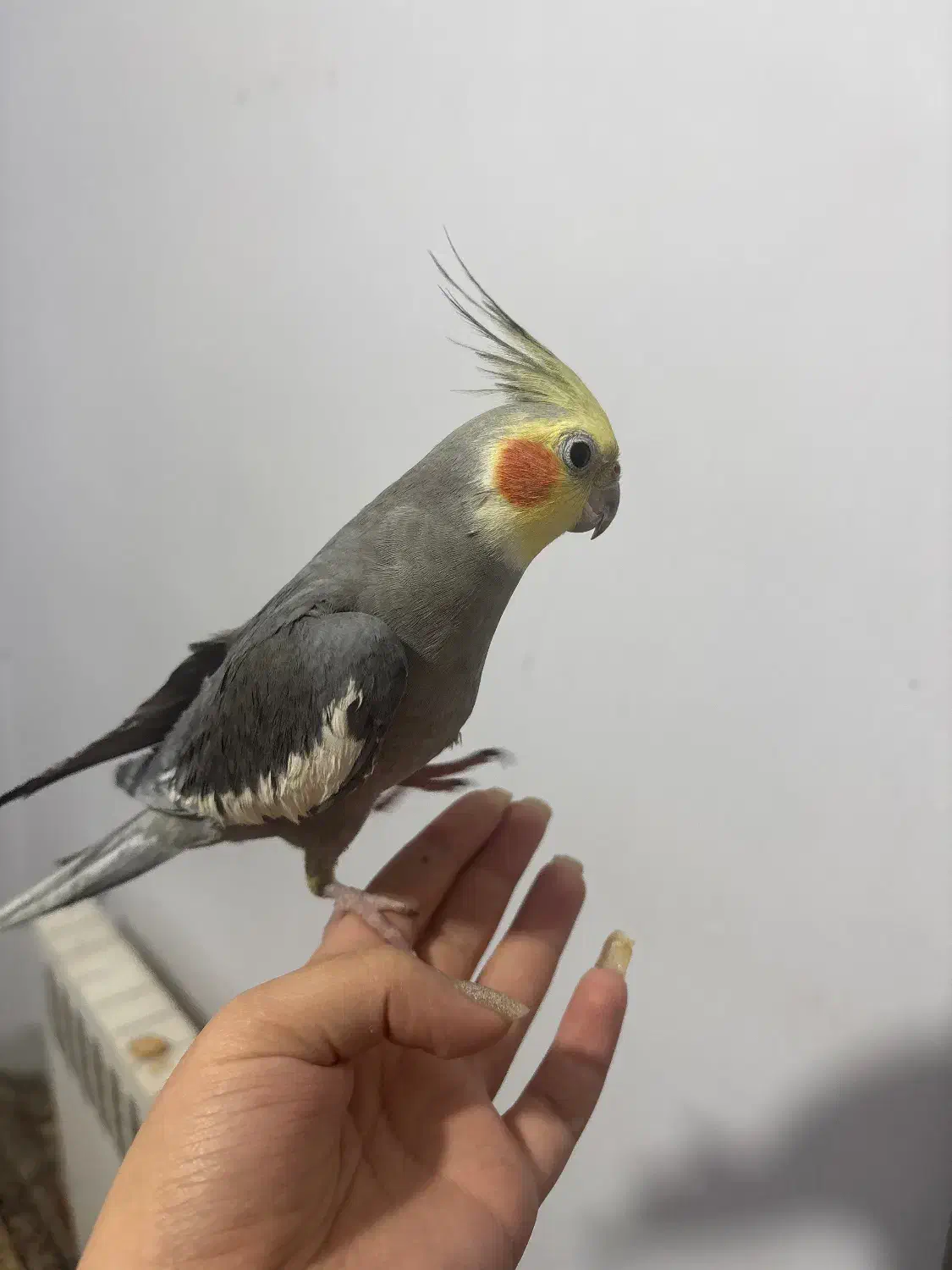 عروس هلندی کاملا دستی|پرنده|کرمان, |دیوار