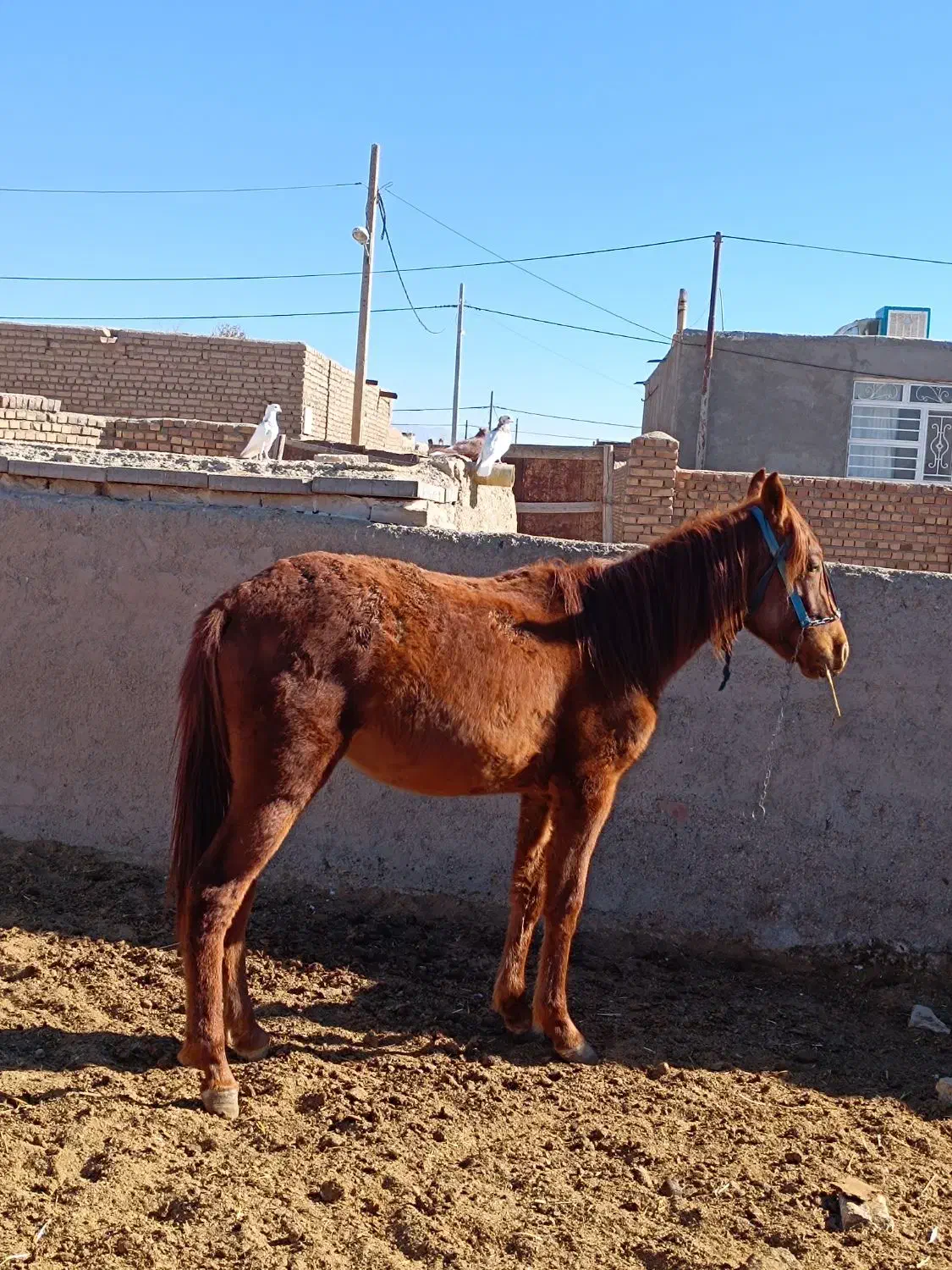 کره اسب|اسب و تجهیزات اسب‌سواری|فیروزه, |دیوار