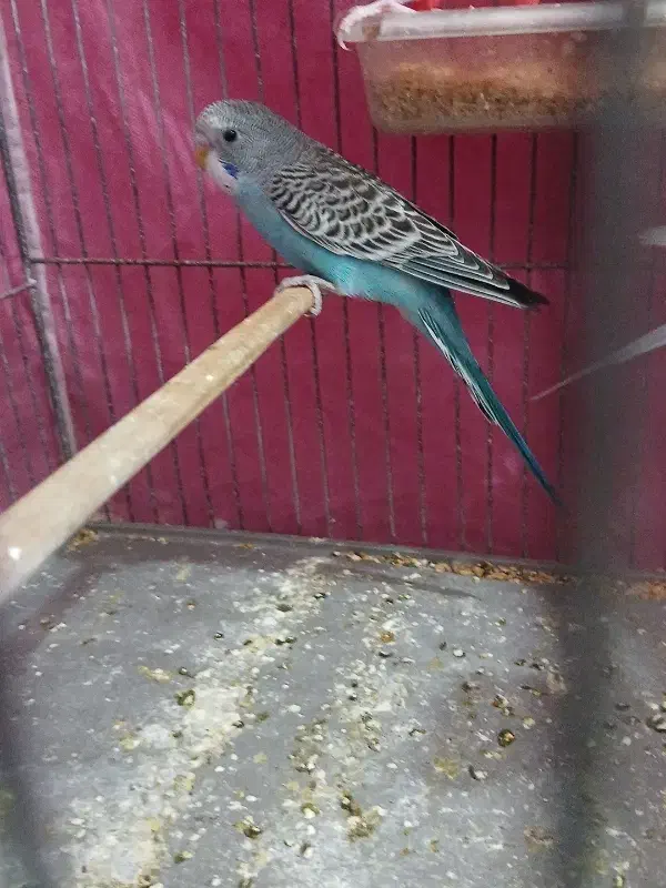 ۳عدد مرغ عشق|پرنده|بروجرد, |دیوار