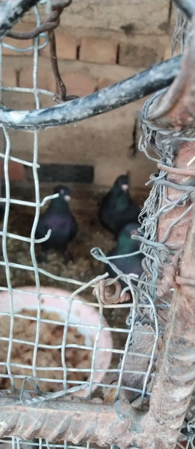 کبوتر زاغ سیستان|پرنده|خاش, |دیوار