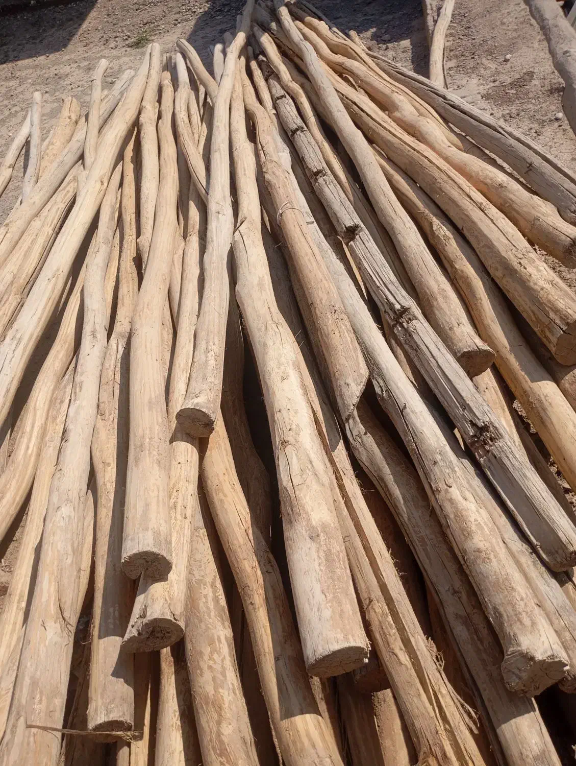 خرید چوب خشک|خدمات باغبانی و درختکاری|مراغه, |دیوار