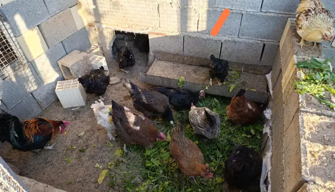 تعدادی مرغ محلی اصل و خروس|حیوانات مزرعه|فسا, |دیوار