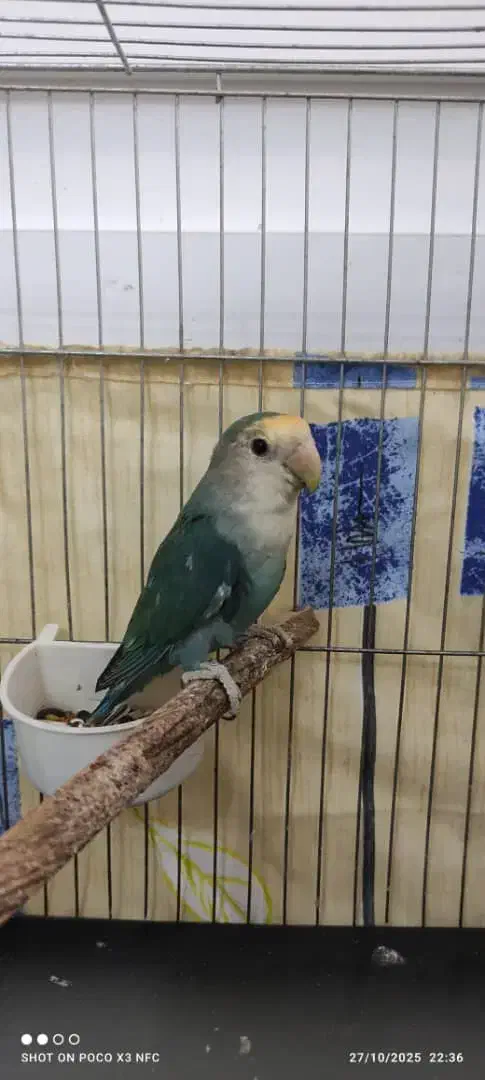 طوطی برزیلی|پرنده|قزوین, |دیوار