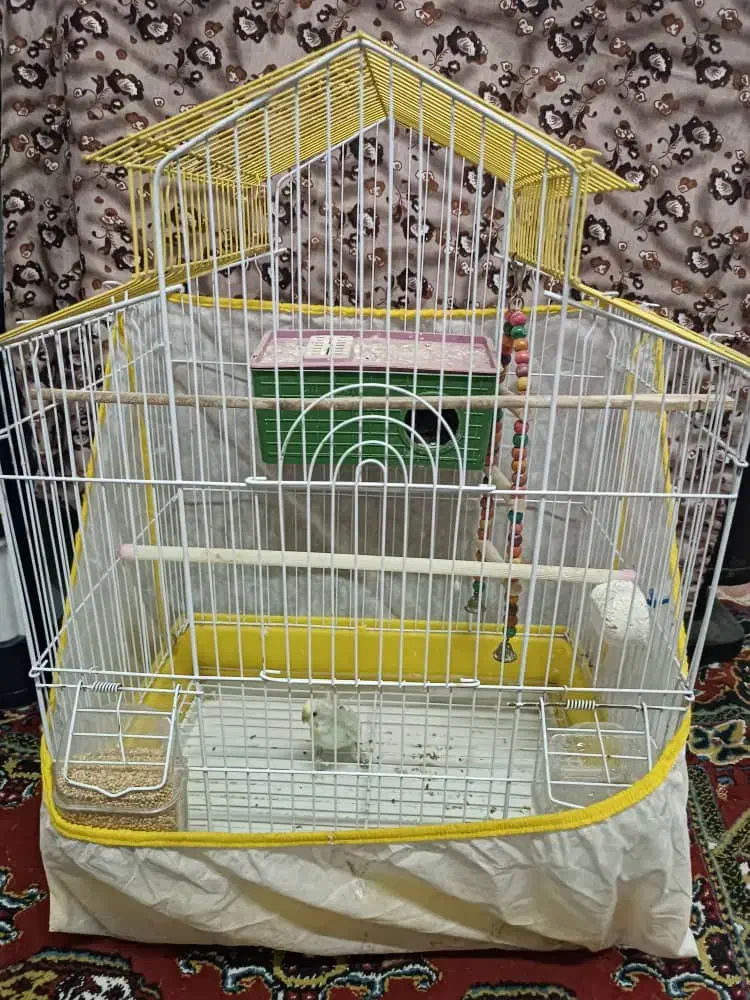 مرغ عشق ماده|پرنده|کیاشهر, |دیوار