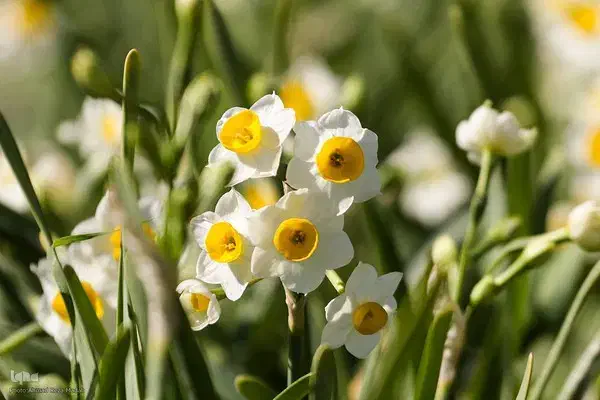 فروش 2000 متر زمین در مزرعه گل نرگس|فروش زمین و ملک کلنگی|خفر, |دیوار