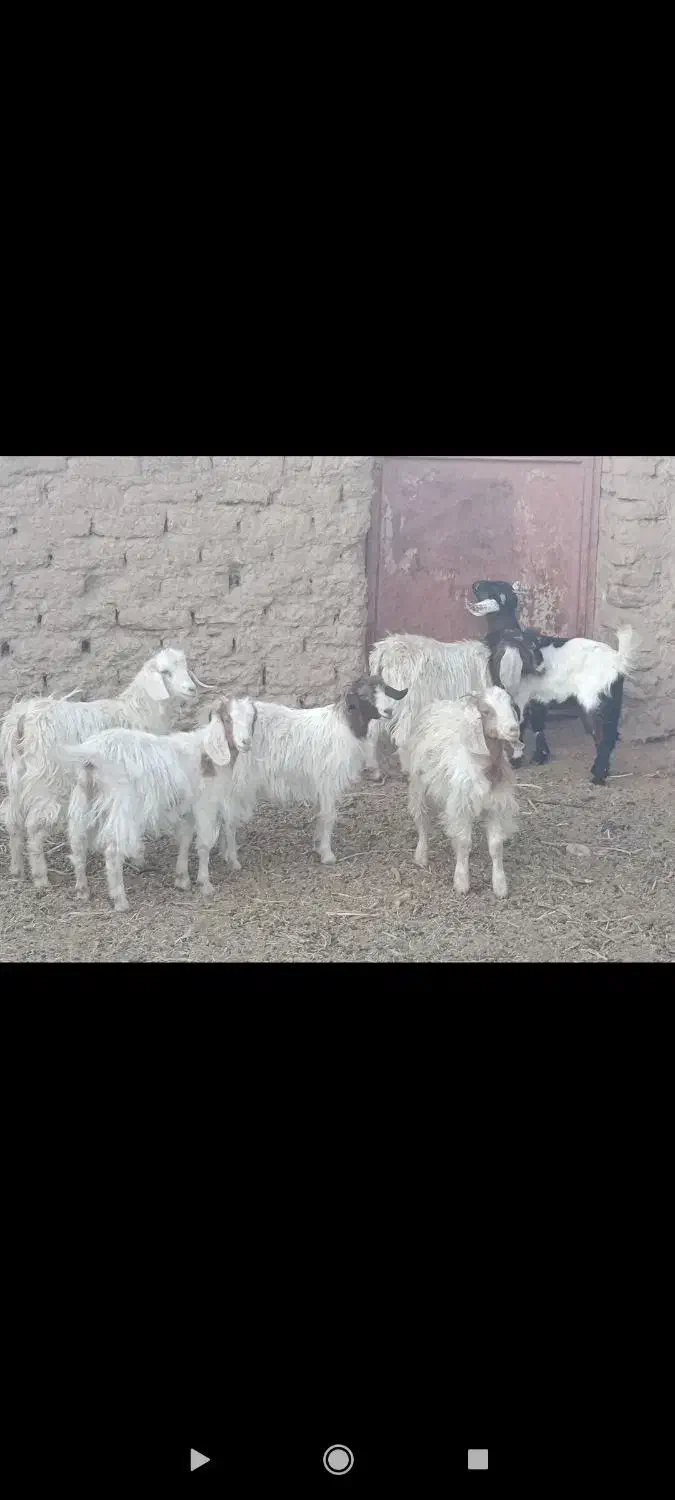 بزغاله دورگ بره ماده موتورلیفان خشک اگهی درست بخون|حیوانات مزرعه|گزیک, |دیوار