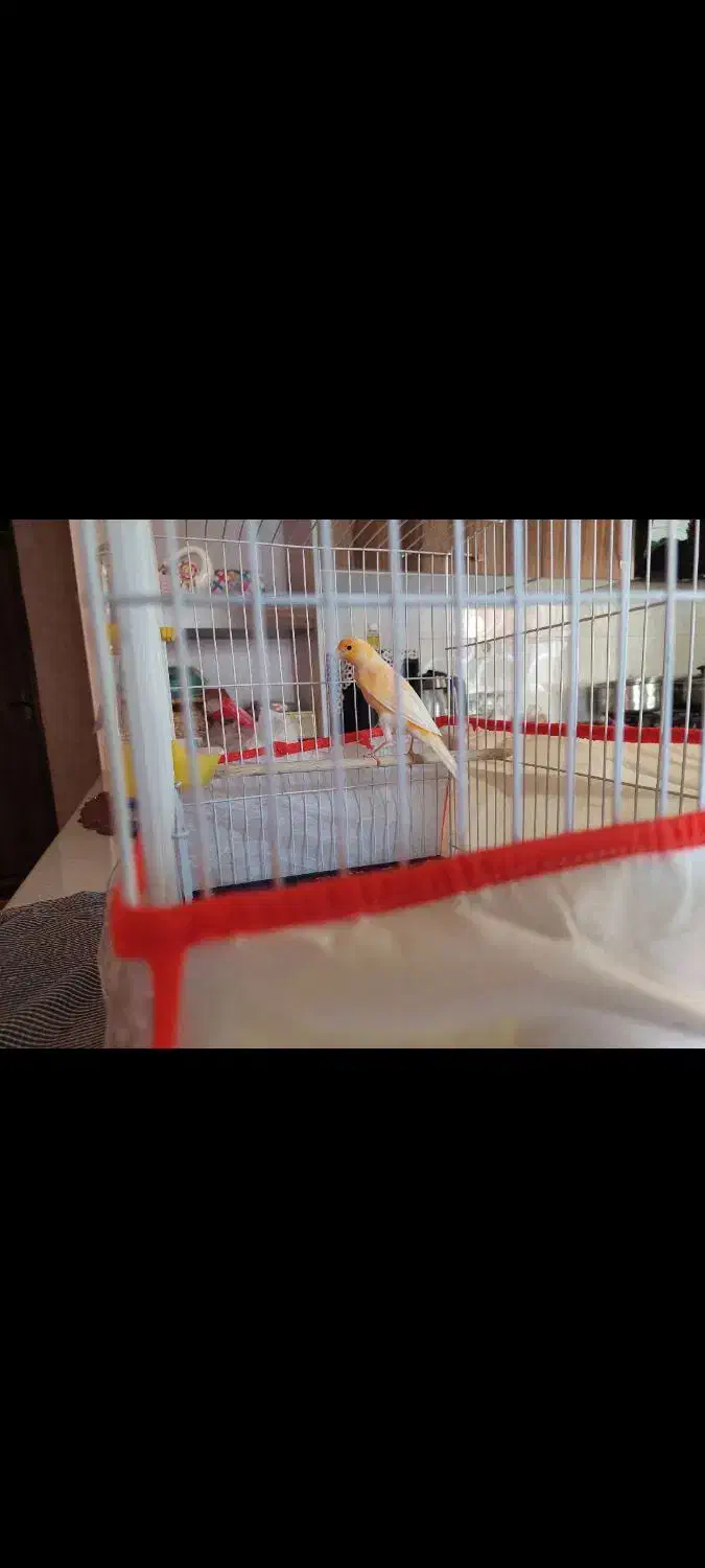 فروش قناری نر  خوش آواز  آماده جفت گیری|پرنده|بجنورد, |دیوار
