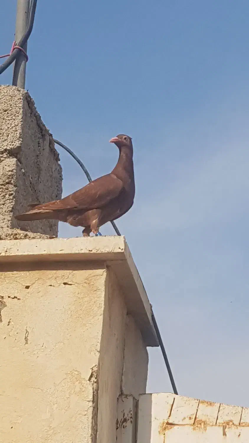 سرخ|حیوانات|برازجان, |دیوار