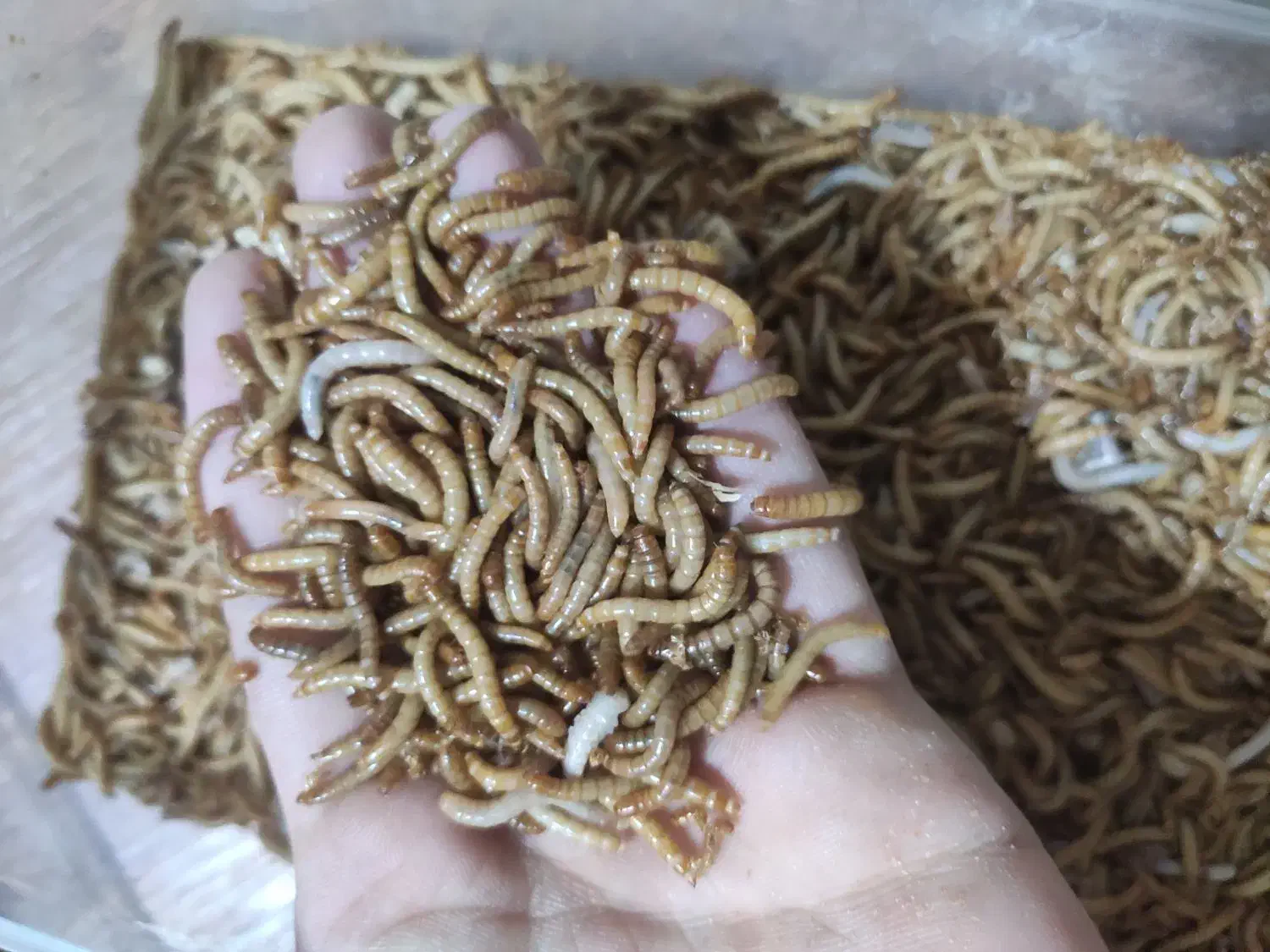 کرم میلورم|خزنده|گرگان, |دیوار