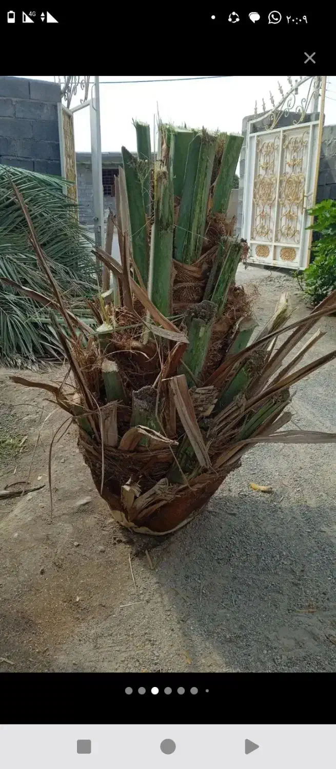 هرسنخلریگاندرمنزلو باغ|خدمات باغبانی و درختکاری|میناب, |دیوار