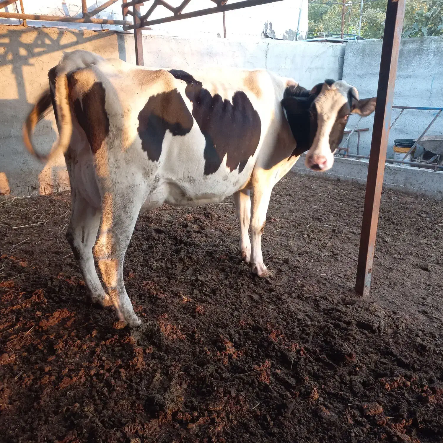 ۱راس گاو۳۰کیلوشیرگوساله نر|حیوانات مزرعه|بندر ترکمن, |دیوار