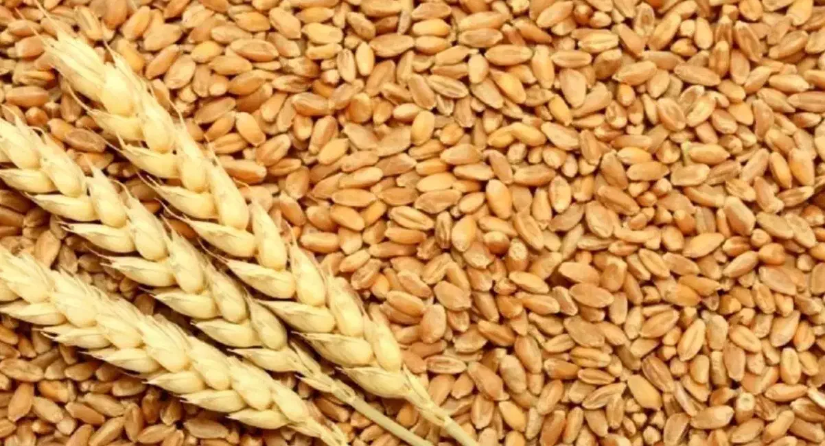 فروش بذر گندم فرانسوی|خدمات باغبانی و درختکاری|شیراز, کاراندیش|دیوار