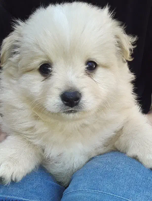 توله سگ پامر اشپیتز|سگ|گرگان, |دیوار