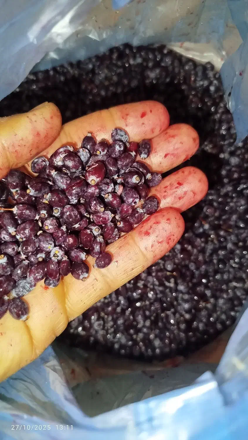 زرشک کوهی|خوردنی و آشامیدنی|رودشت (چهارمحال و بختیاری), |دیوار