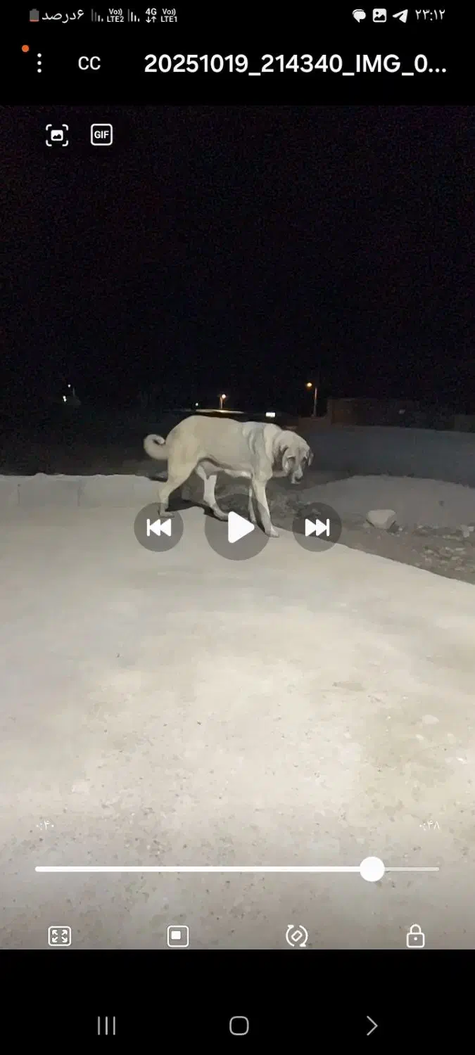 ماده عراقی دم فهل|سگ|مشگین شهر, |دیوار