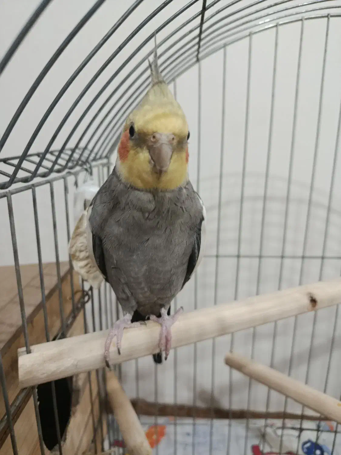 عروس هلندی نر سینامون|پرنده|نظرآباد, رسالت|دیوار