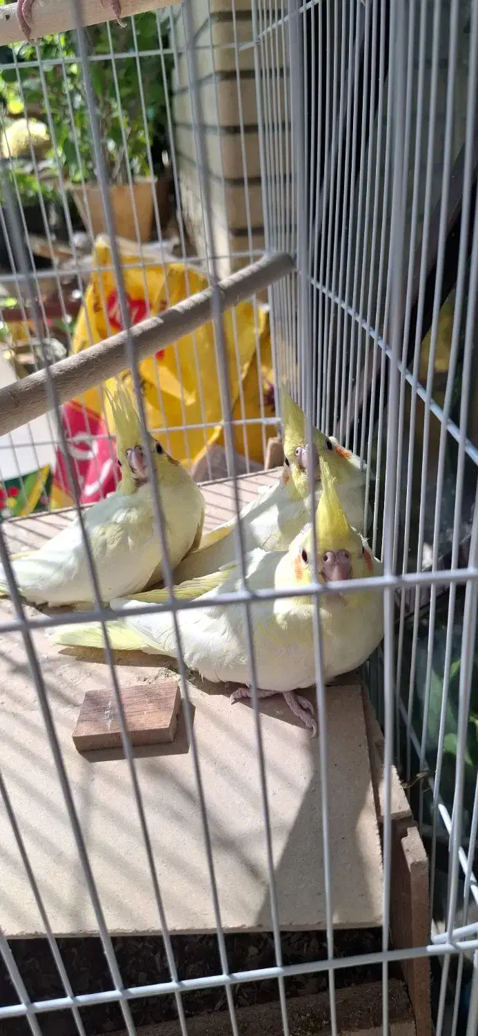 عروس هلندی|پرنده|اصفهان, مشکین|دیوار