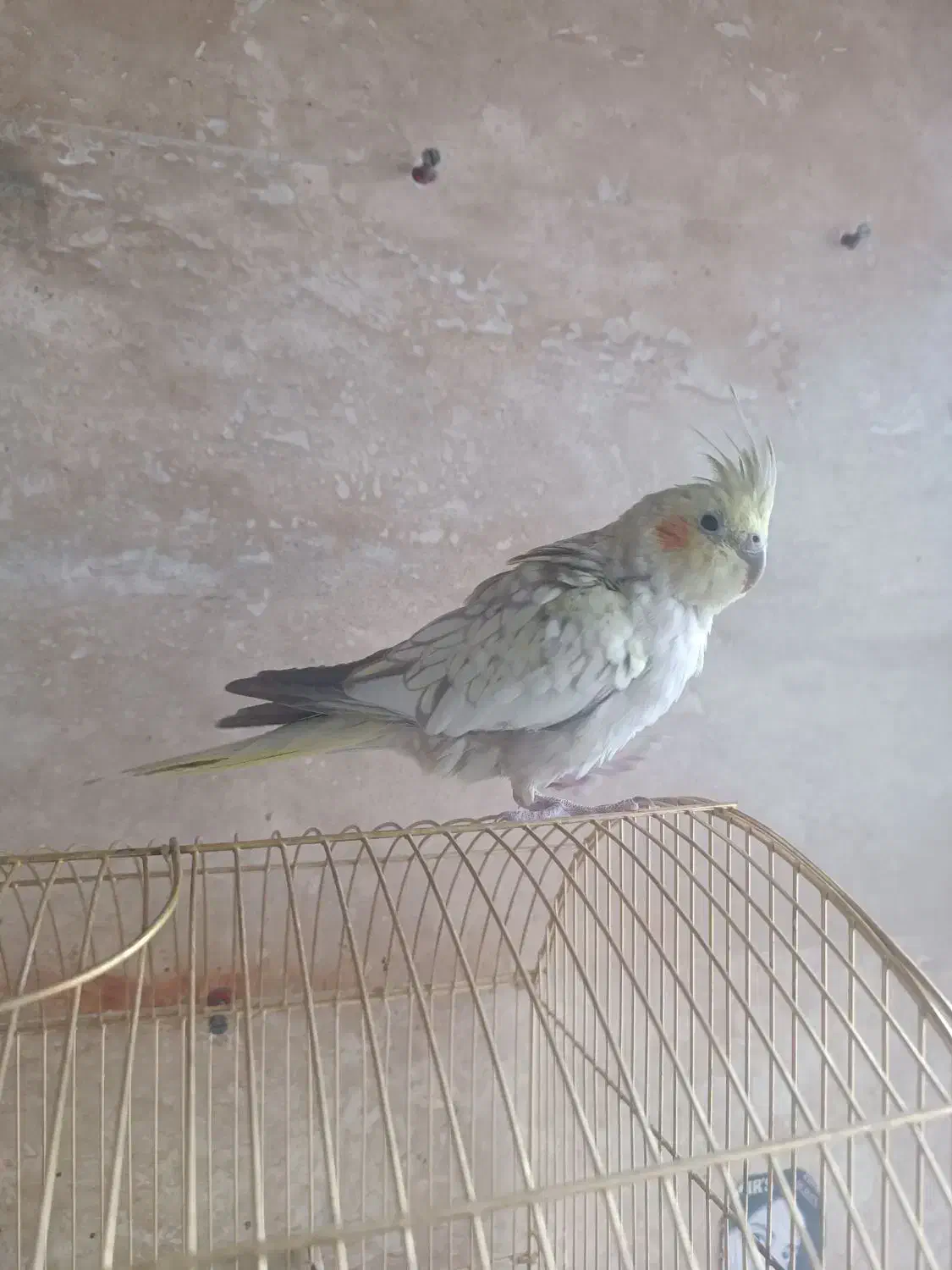 عروس هلندی ماده گل باقالی|پرنده|ملایر, |دیوار