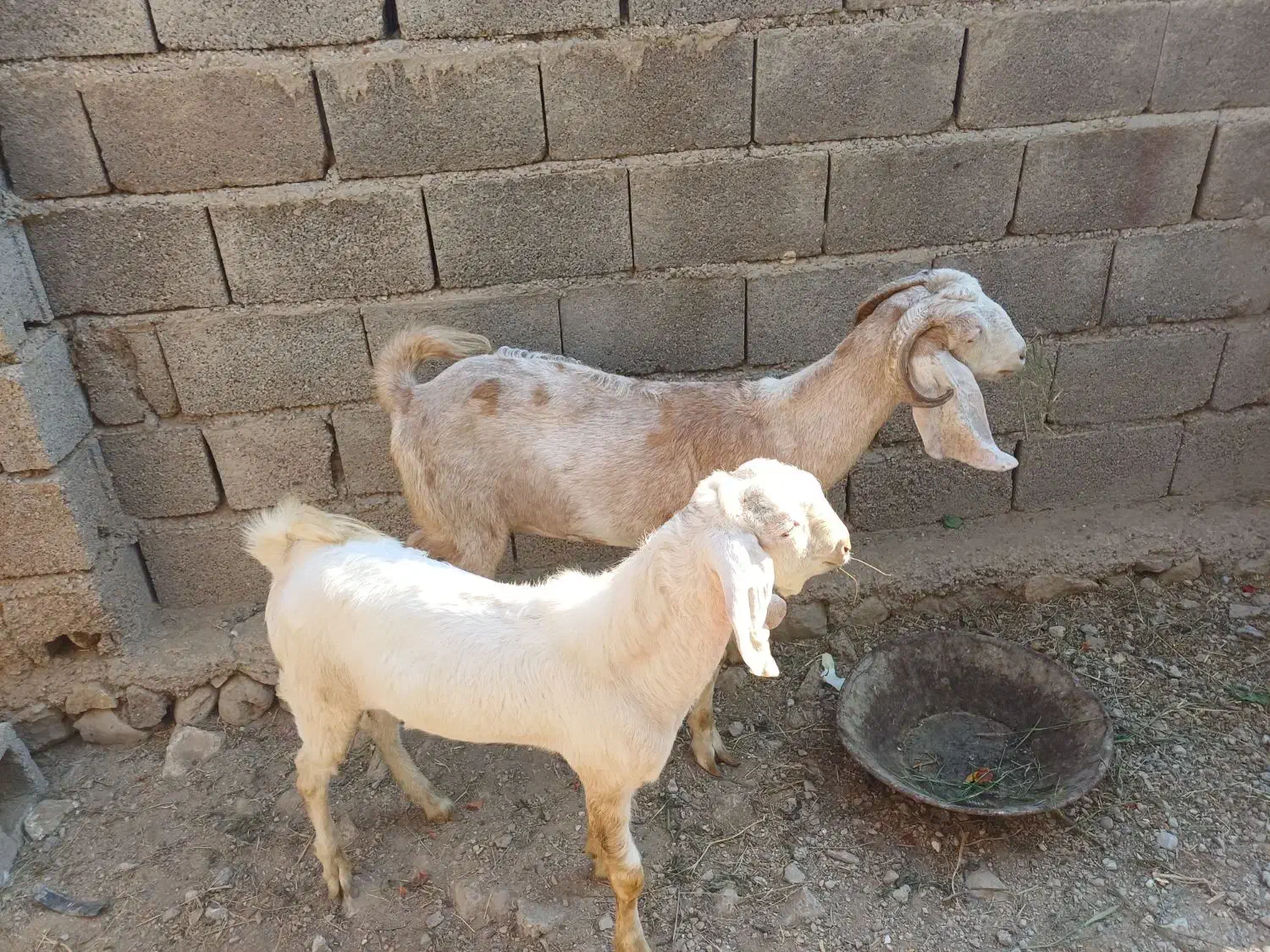 بز و کهره نر. بردخون|حیوانات مزرعه|بندر کنگان, |دیوار