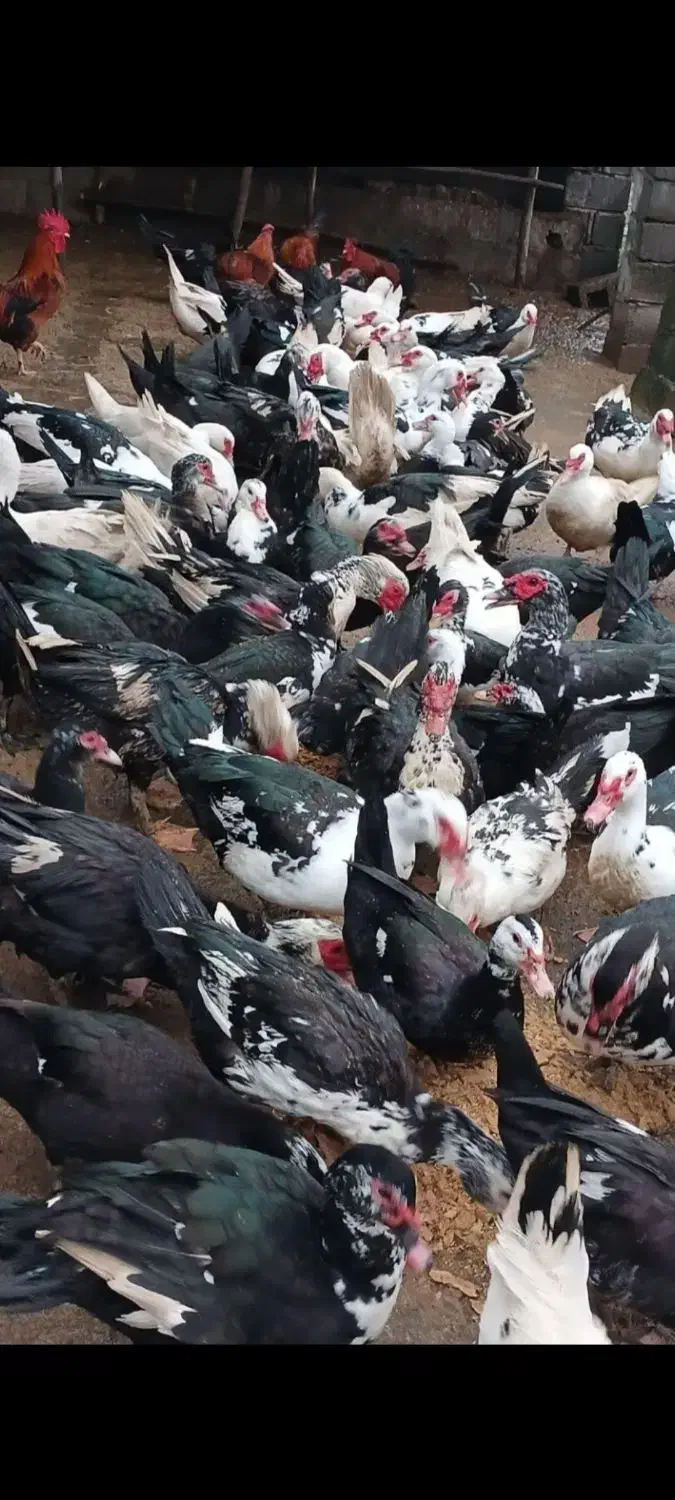 سیکا. اردک روسی|حیوانات مزرعه|بوشهر, |دیوار