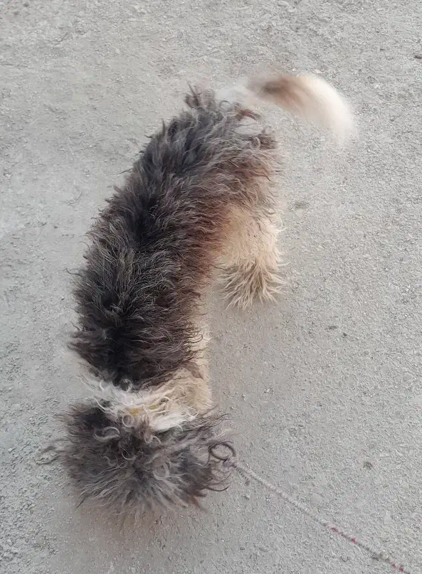 سگ شیتزو|سگ|بوشهر, |دیوار