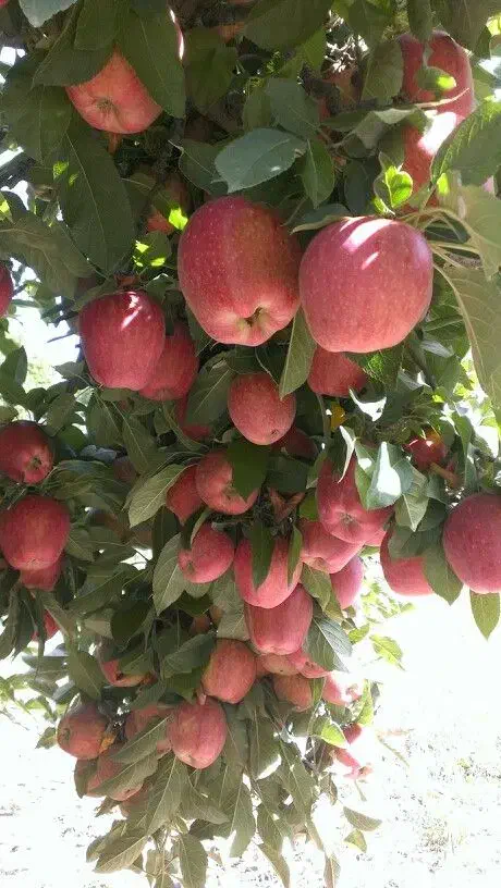 نهالستان میوه و گردو بادام تولید کننده|خدمات باغبانی و درختکاری|زنجان, |دیوار