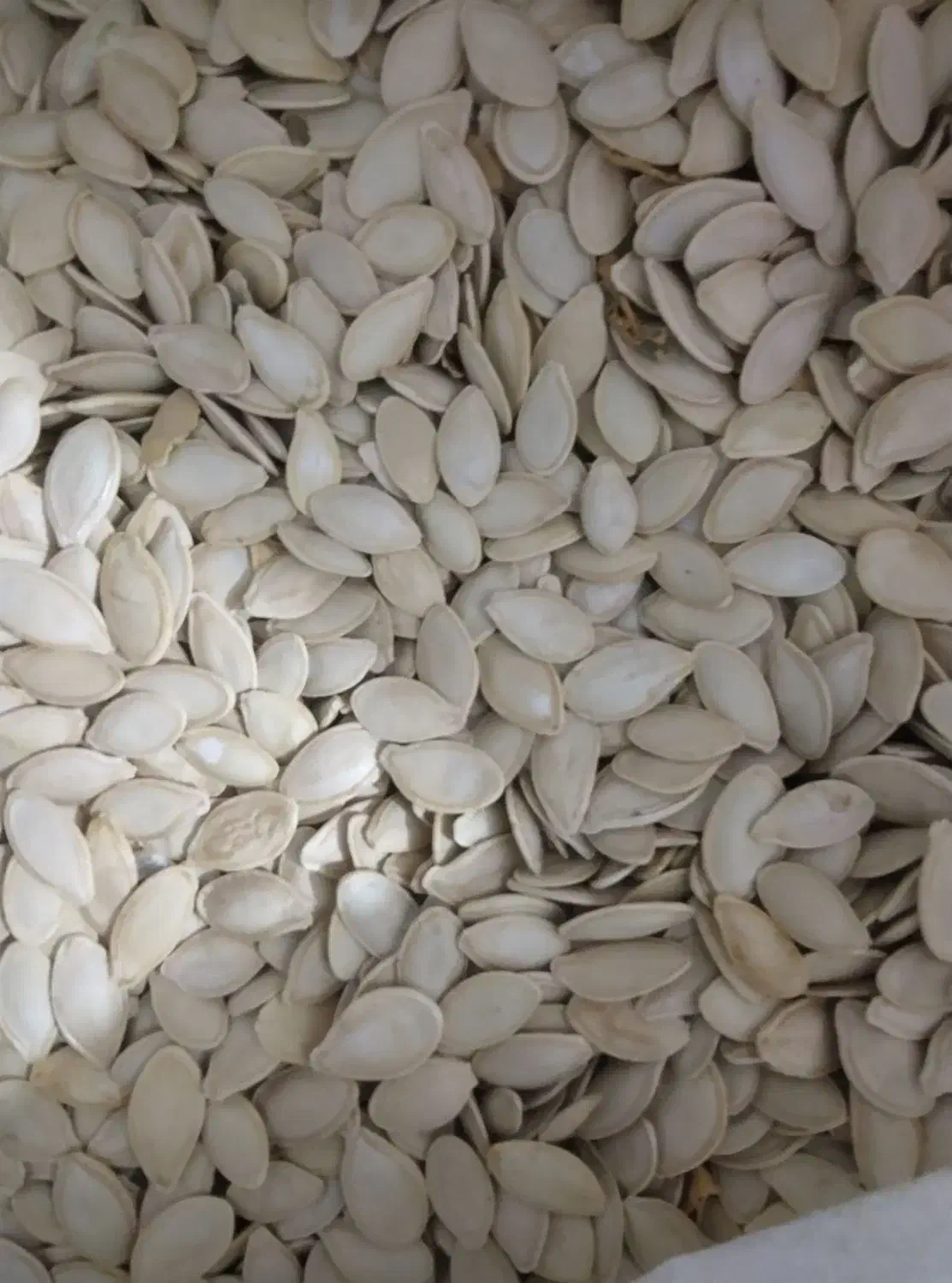 کدوگوشتی|خوردنی و آشامیدنی|باوله, |دیوار