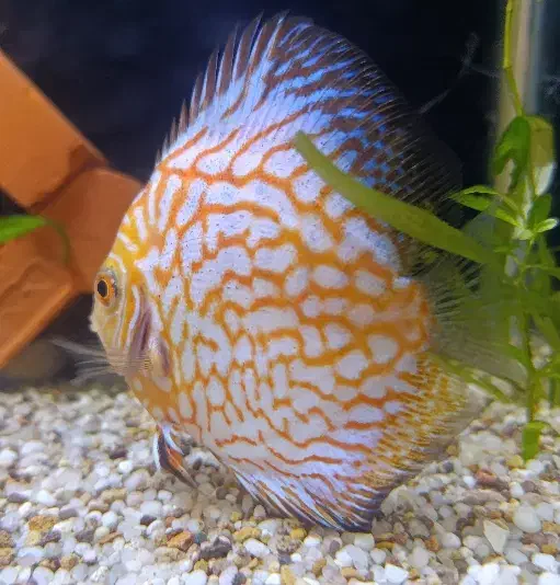 دیسکس چکربرد|ماهی|ری, سیزده آبان|دیوار