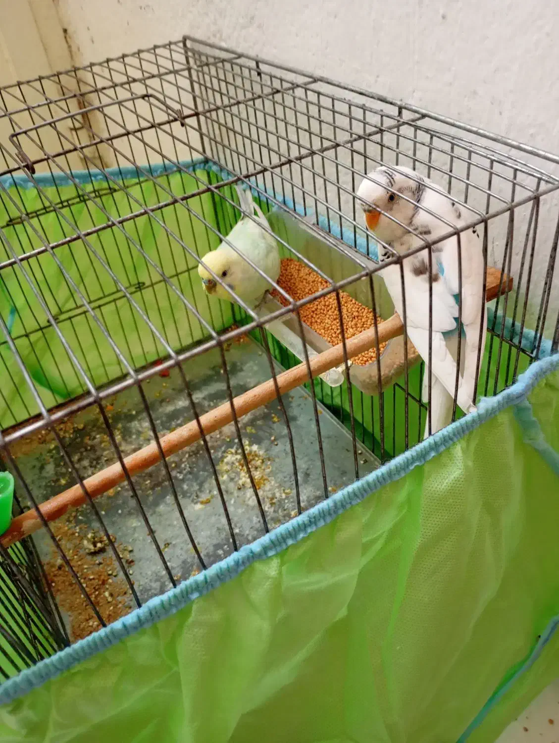 مرق عشق مرغ عشق|پرنده|تهران, حصارک|دیوار