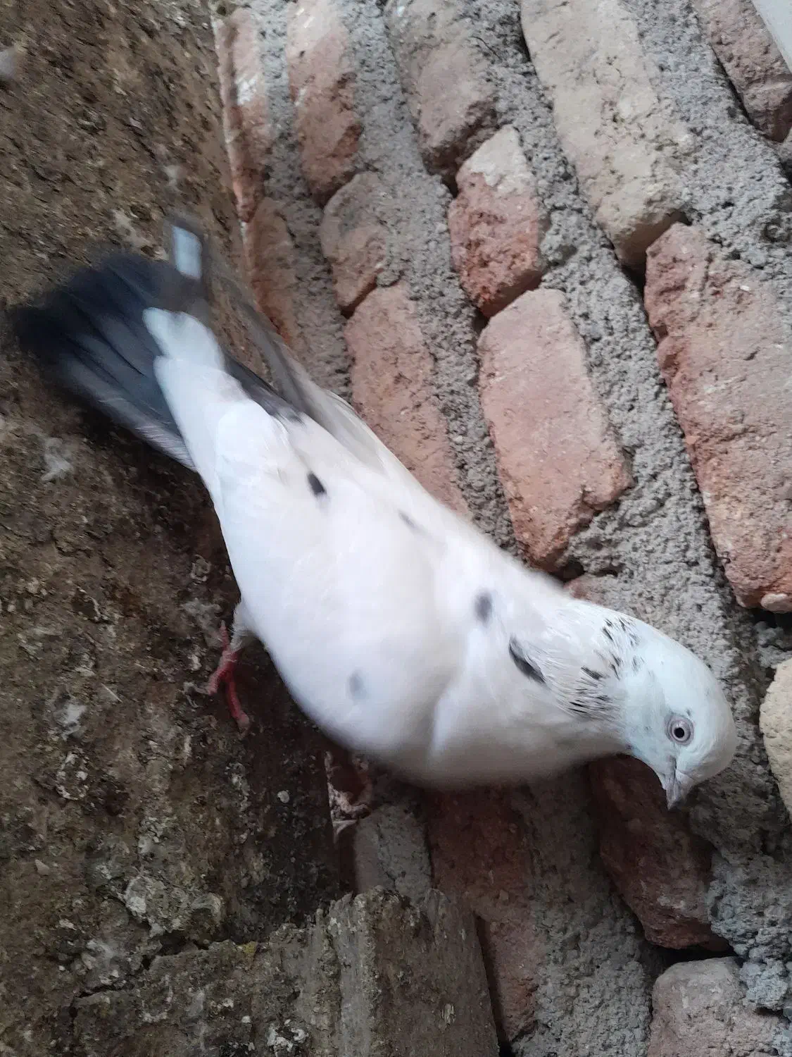 کبوتر|پرنده|اردبیل, |دیوار