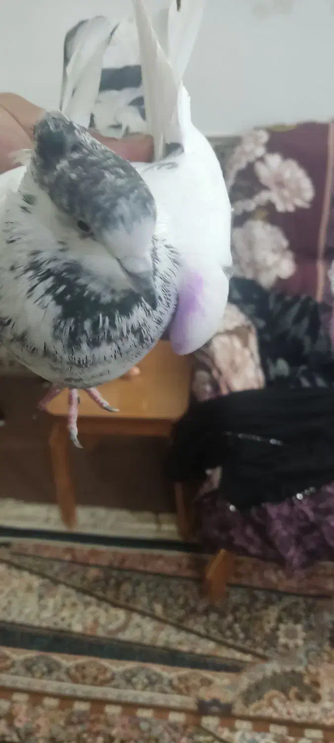 نرجوزی کاکلی درشت وپرشتی|پرنده|بروجرد, |دیوار