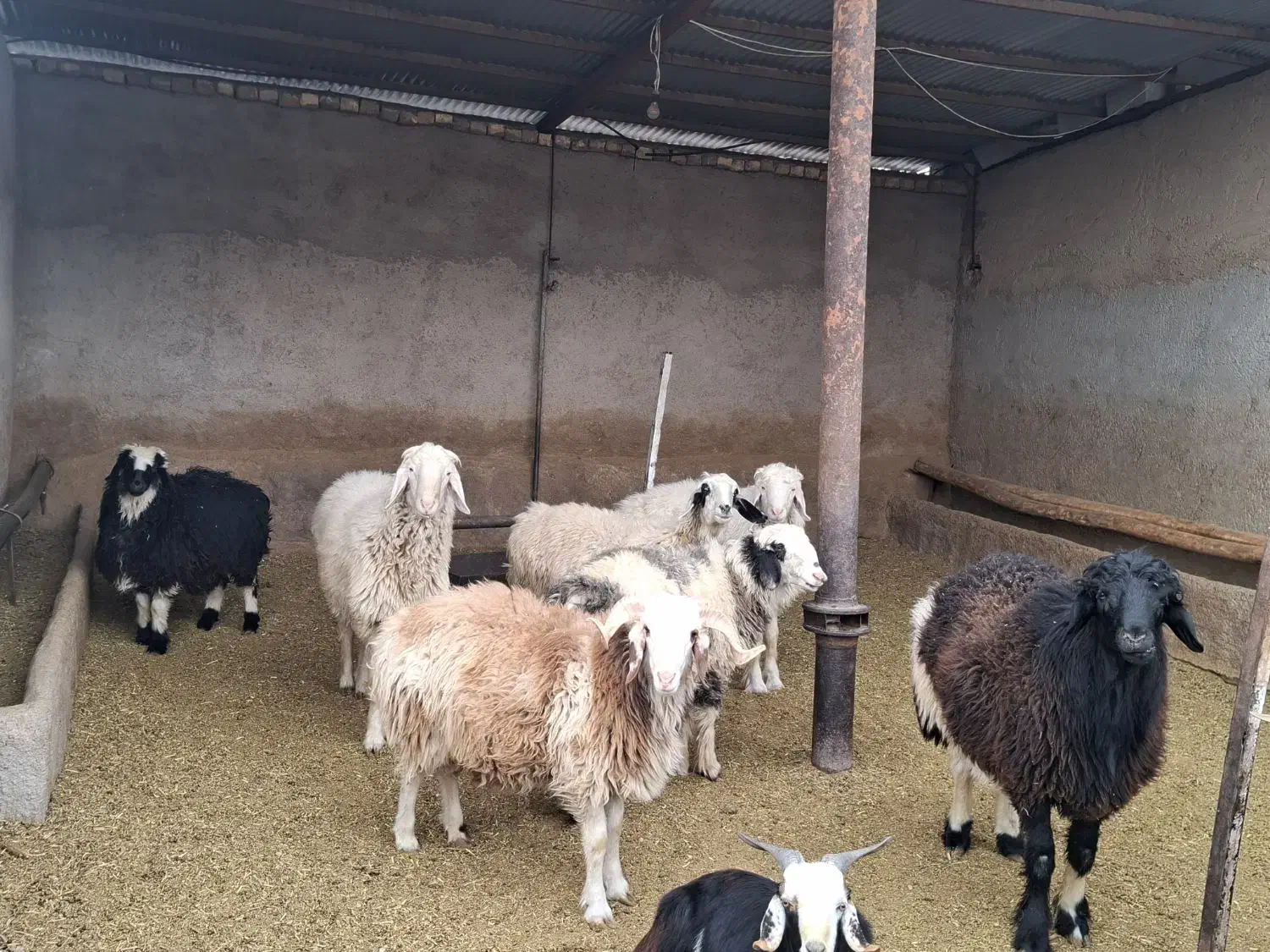 بره چاق|حیوانات مزرعه|مرودشت, ولایت|دیوار