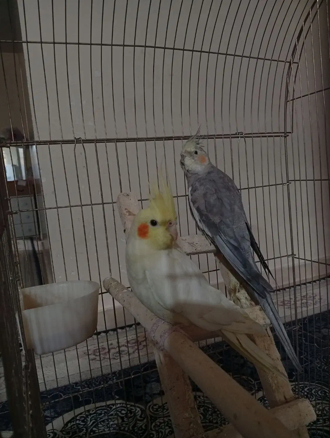 عروس هلندی|پرنده|بومهن, |دیوار