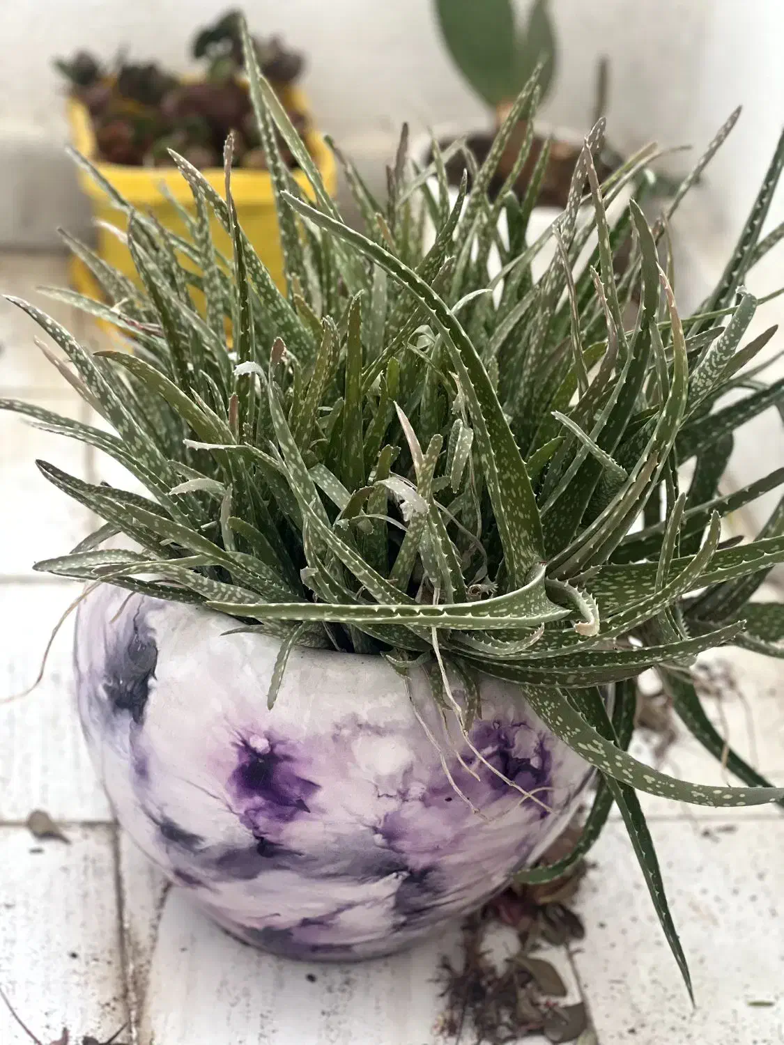 گل طبیعی|گل و گیاه طبیعی|سهند, |دیوار