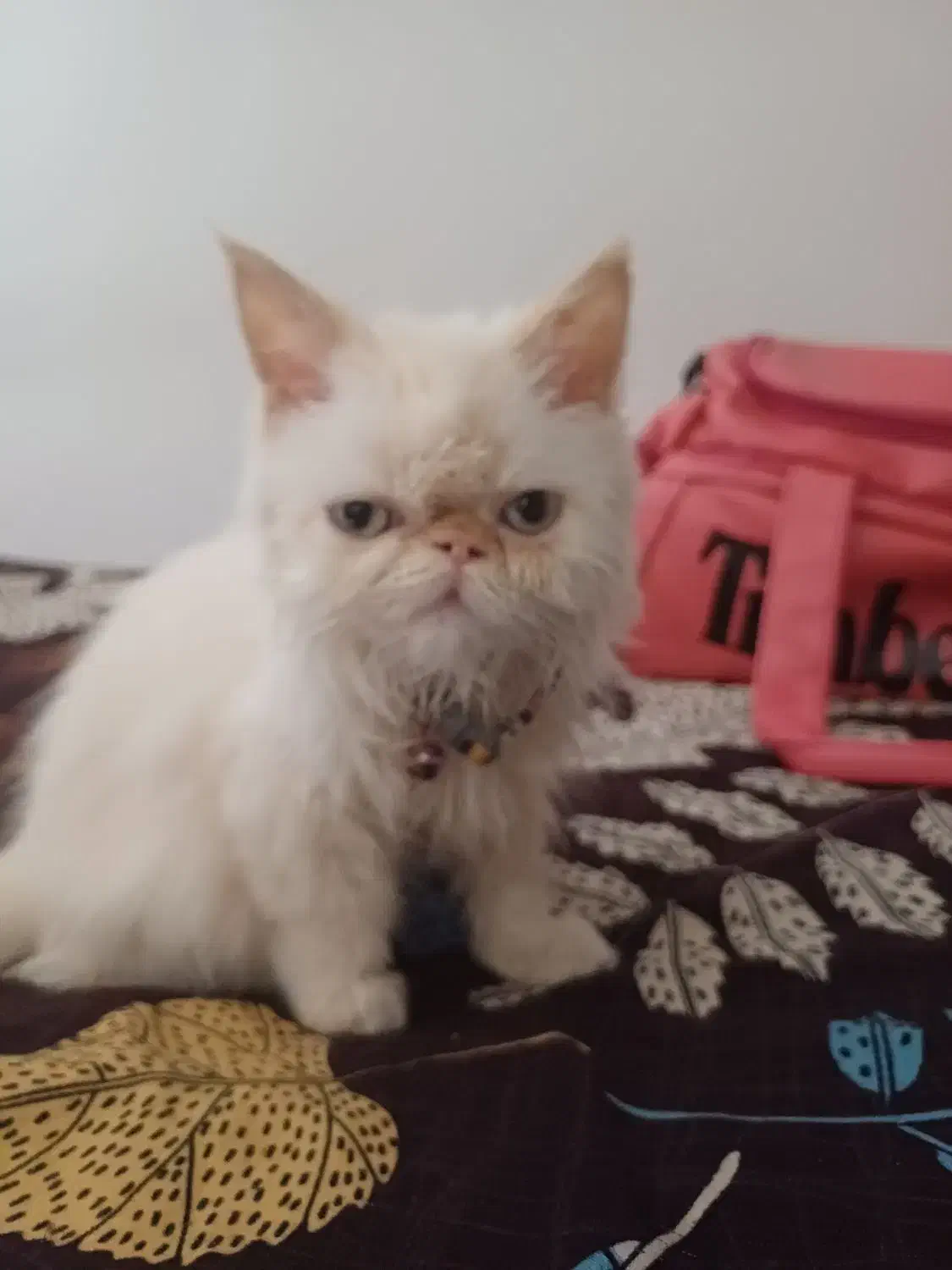 گربه پرشین|گربه|رشت, بیجارپس|دیوار