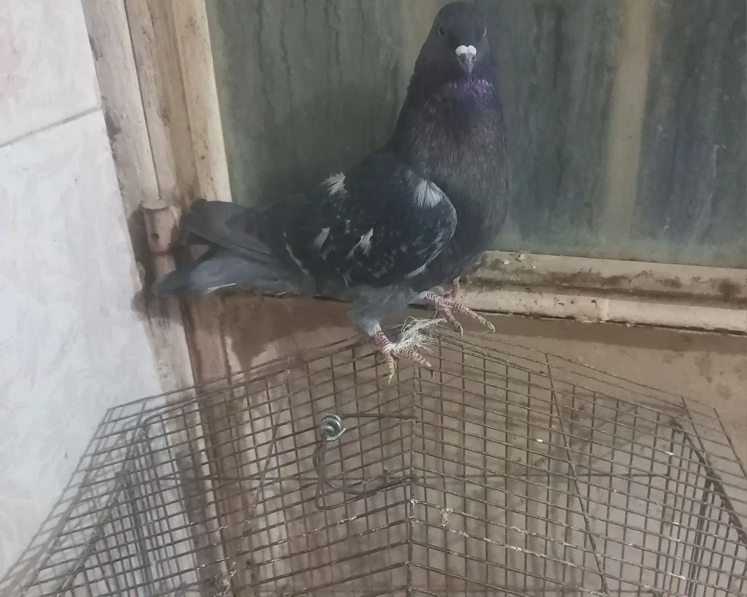 کبوتر پرشی کاشونی|پرنده|فلاورجان, |دیوار