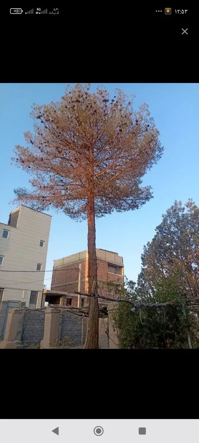 خریدار چوب چنار و گردو و کاج و توت در ماهان|خدمات باغبانی و درختکاری|ماهان, |دیوار