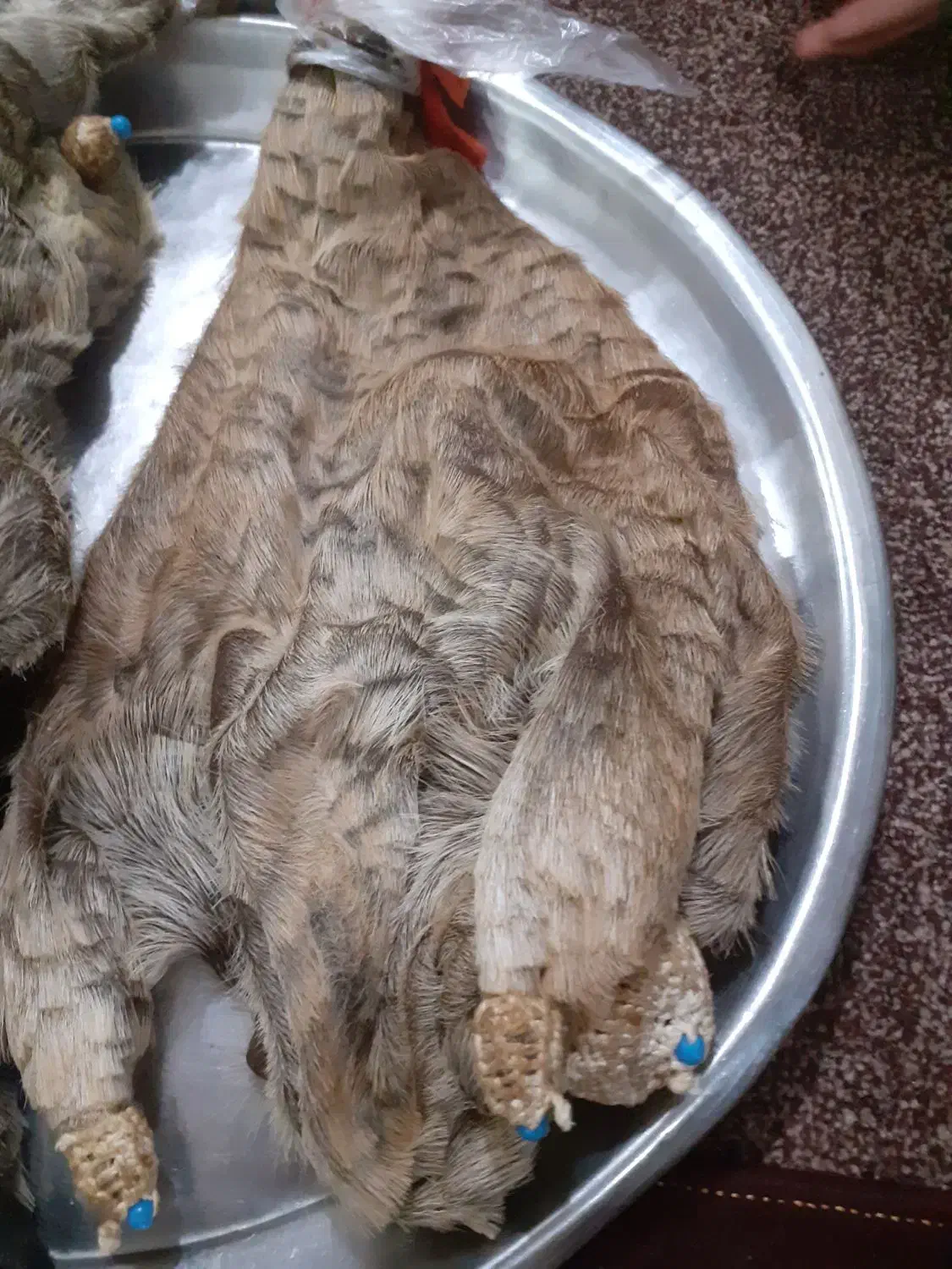 هیزه|ظروف نگهدارنده، پلاستیکی، یک‌بارمصرف|اندیمشک, |دیوار