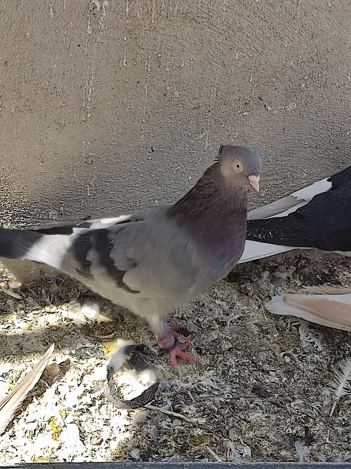 بهبهانی|پرنده|مرودشت, دولت آباد|دیوار