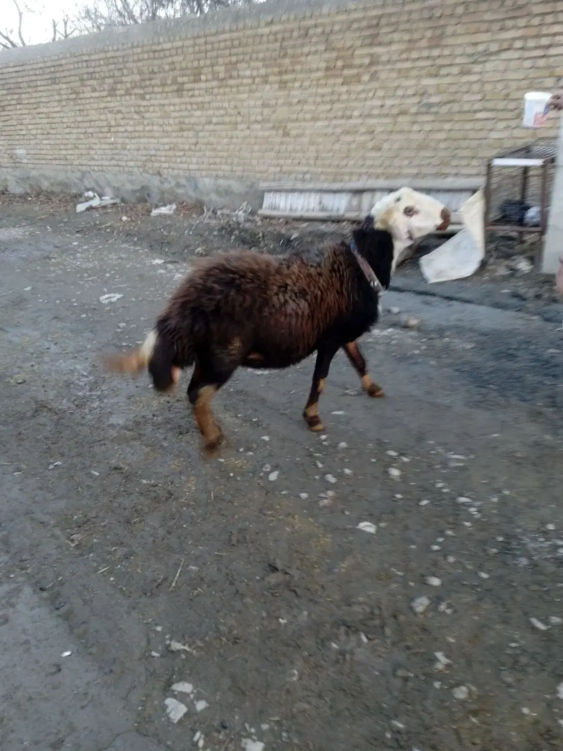 فروش یک راس قوچ گله|حیوانات مزرعه|خزل, |دیوار