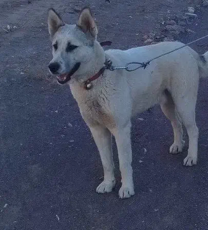 سگ هاسکی|سگ|تایباد, |دیوار